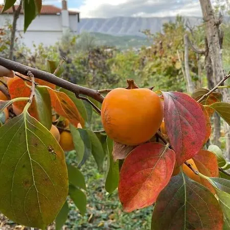 Albania Berat House A.